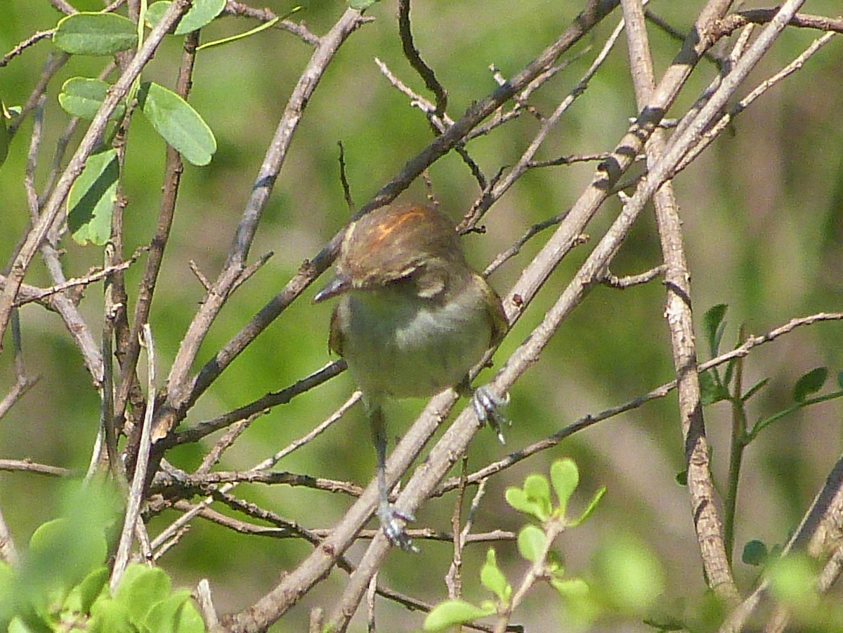 Fulvous-crowned Scrub-Tyrant - ML509922221