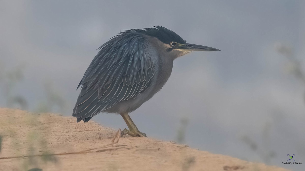 Striated Heron - ML509922251