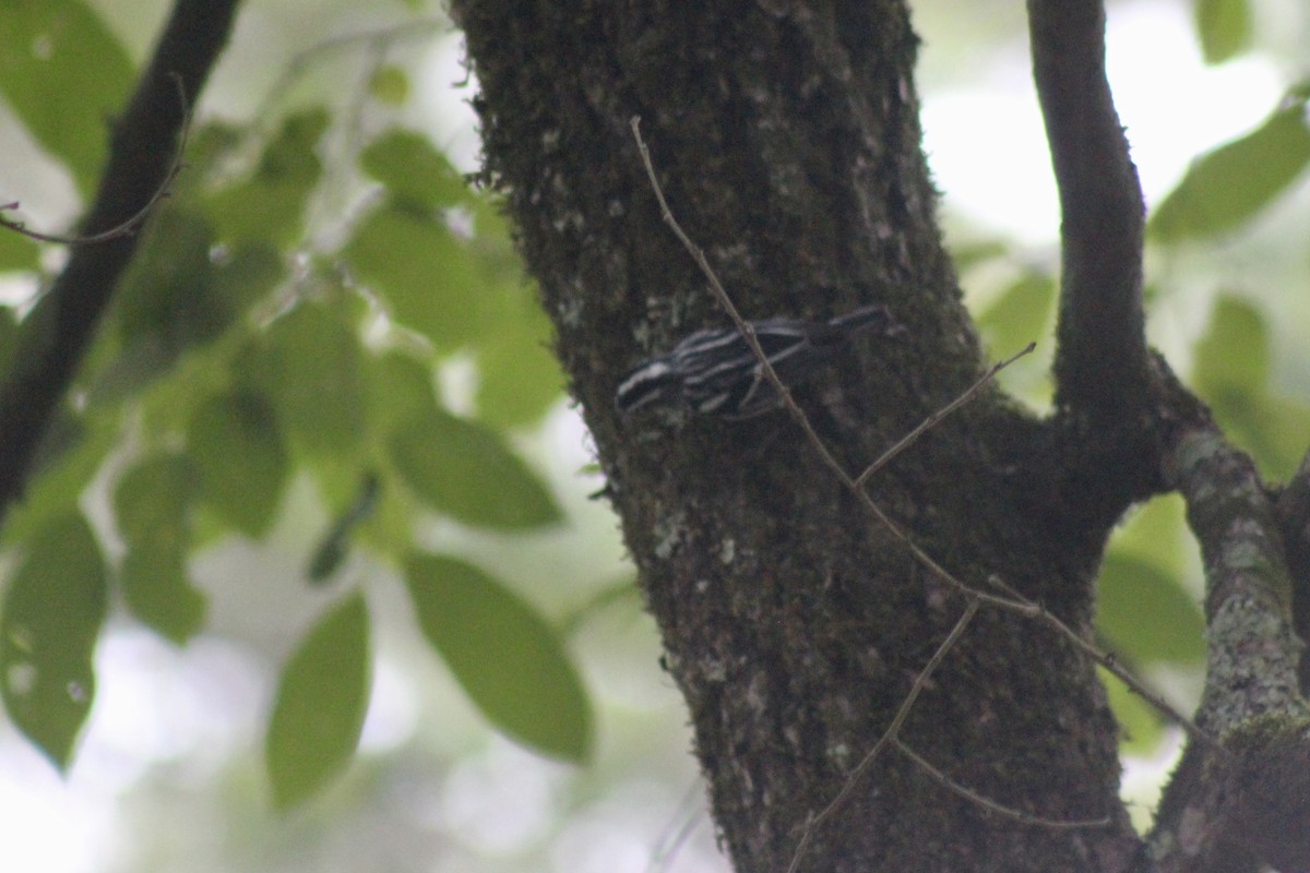 Black-and-white Warbler - ML509922821