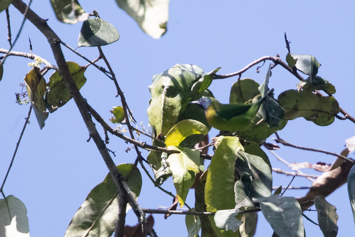 Blue-masked Leafbird - ML509923441