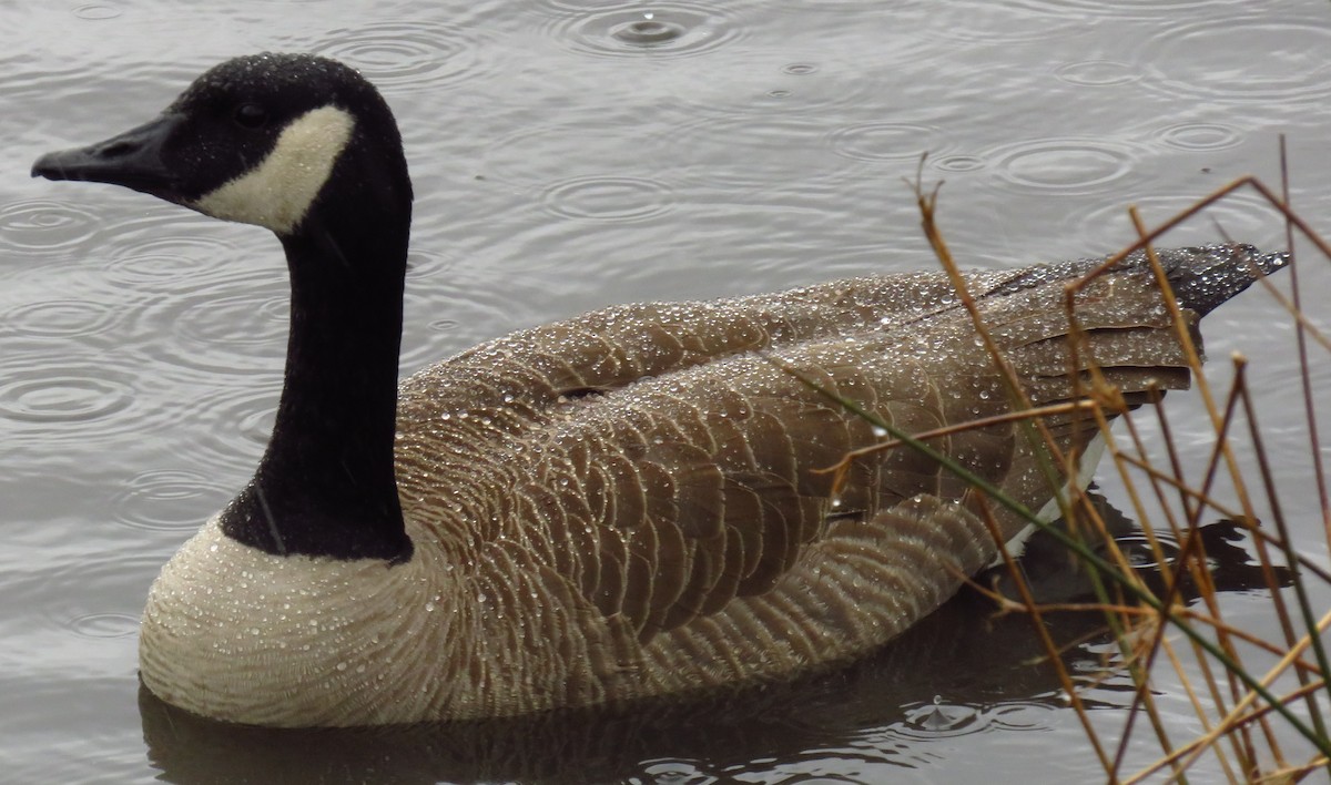 Canada Goose - Dale Floer