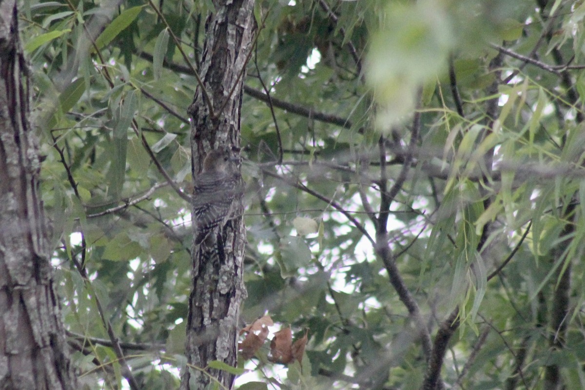 Red-bellied Woodpecker - ML509924331