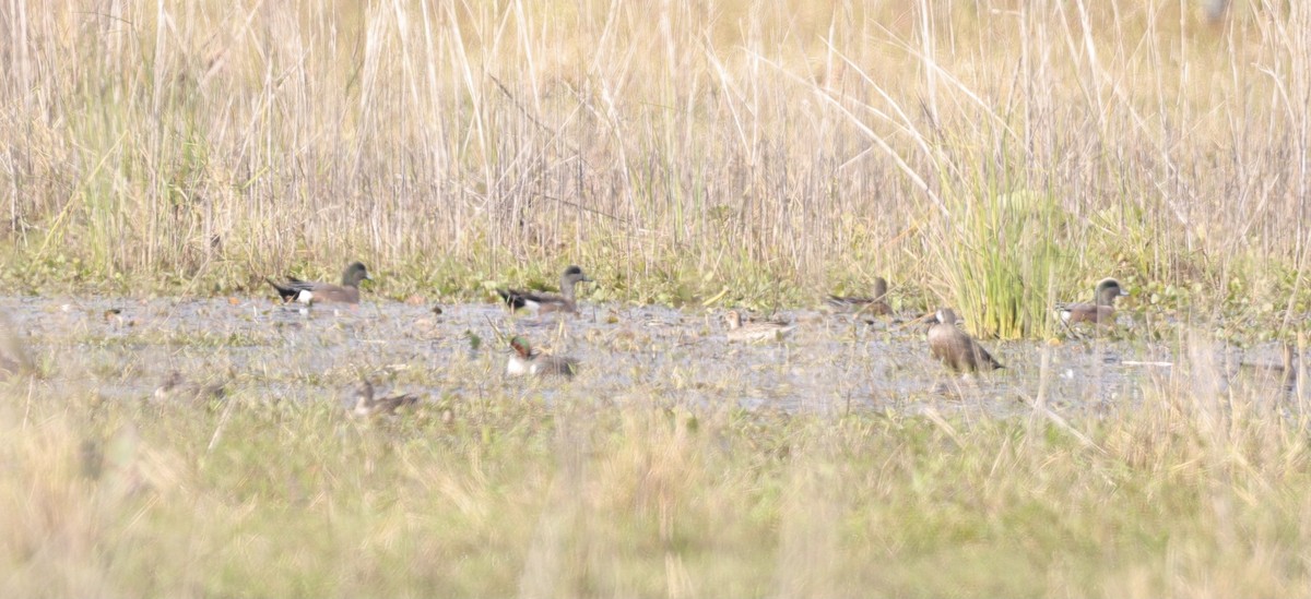 American Wigeon - ML509924371