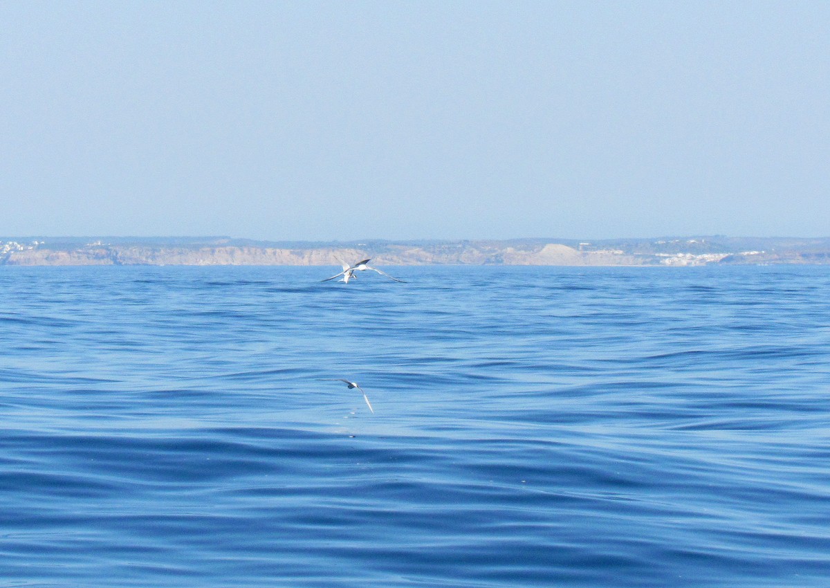 Common Tern - ML509926431