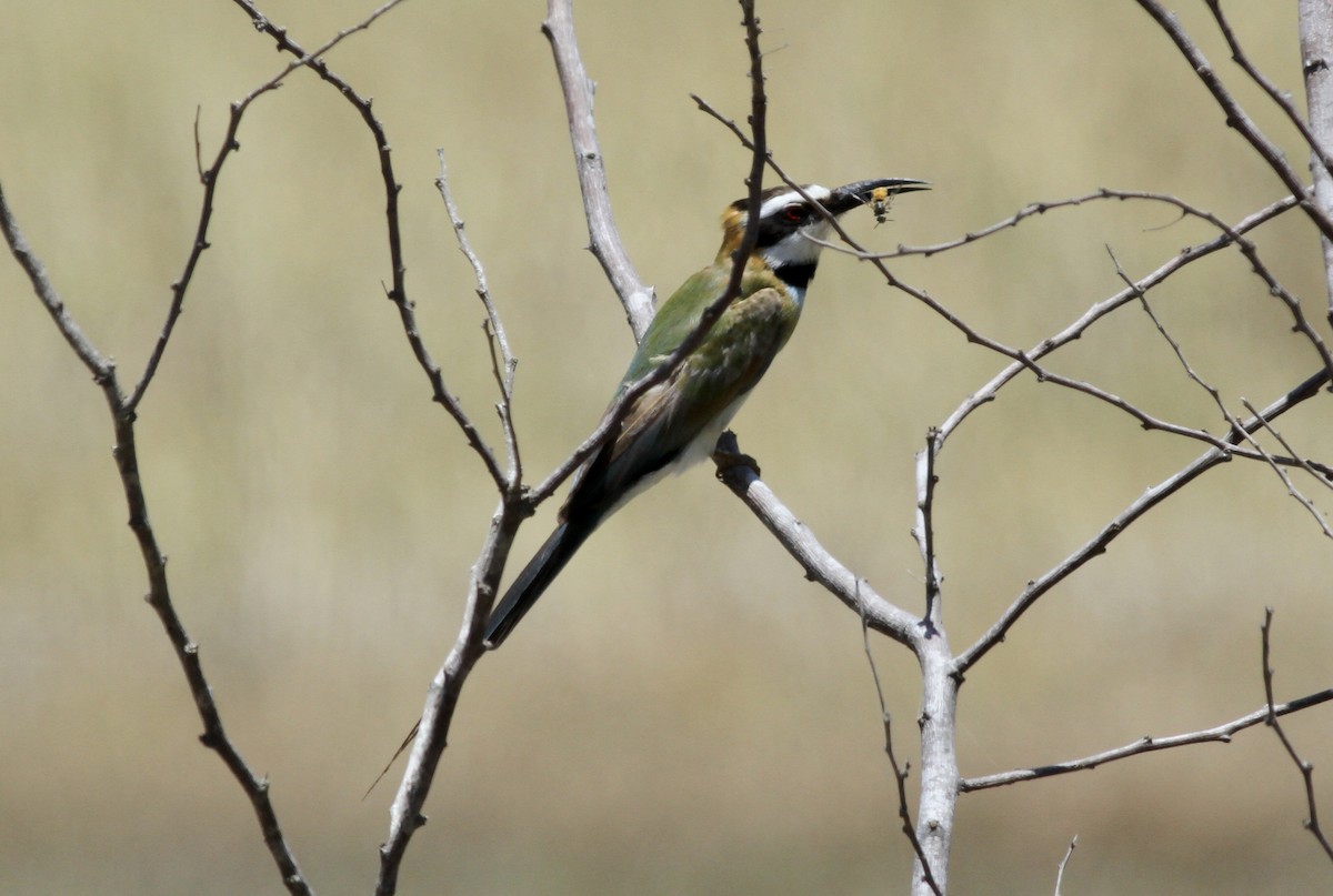 White-throated Bee-eater - Anabel&Geoff Harries