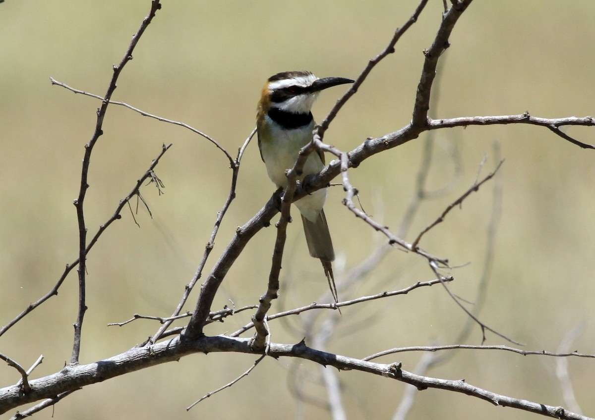 White-throated Bee-eater - Anabel&Geoff Harries