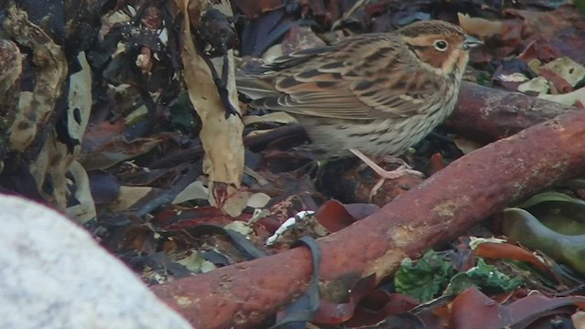 Little Bunting - ML509926841