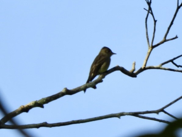 Northern Tropical Pewee - Jay Breidt