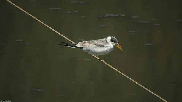 Large-billed Tern - ML509928131