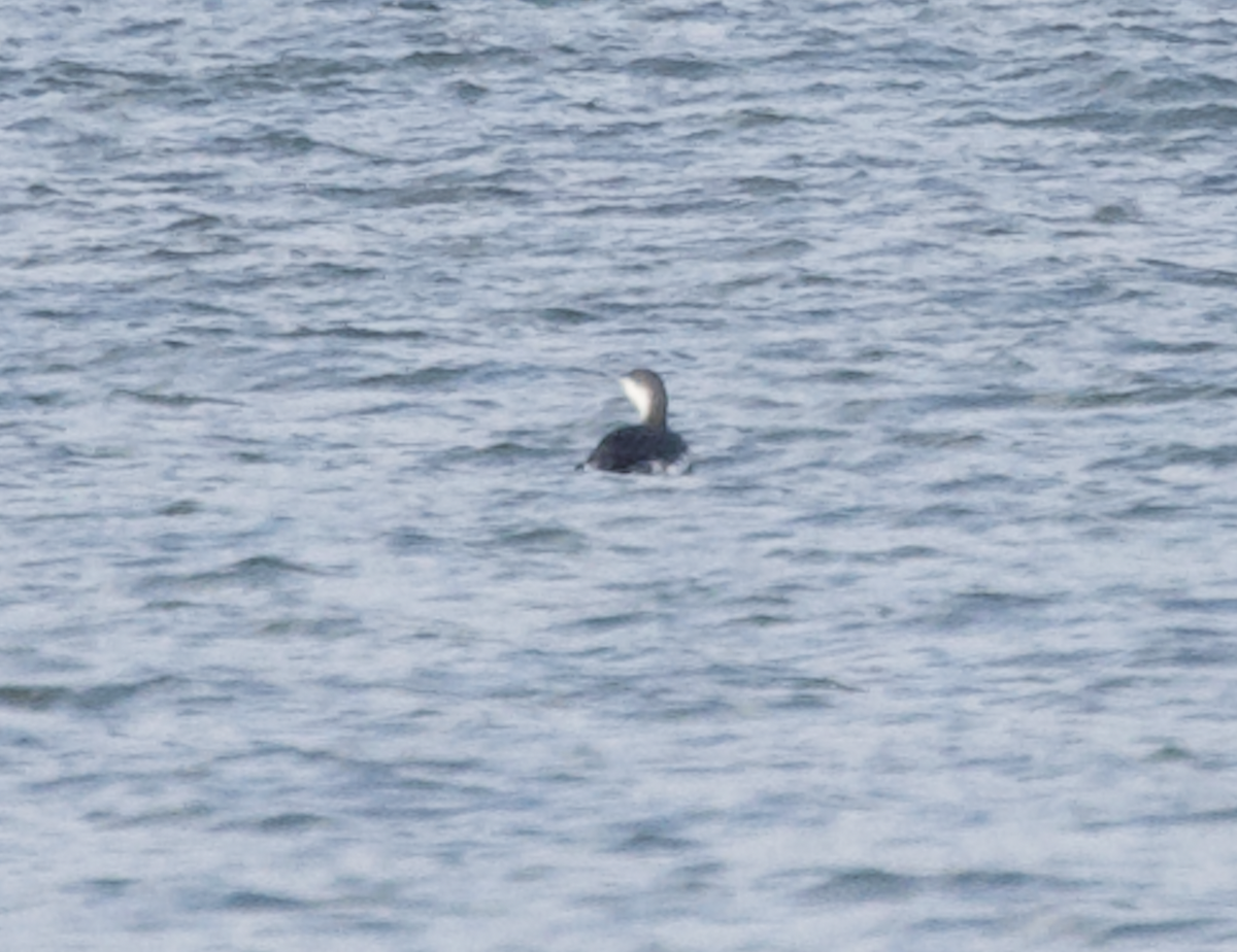 Red-throated Loon - ML509928411