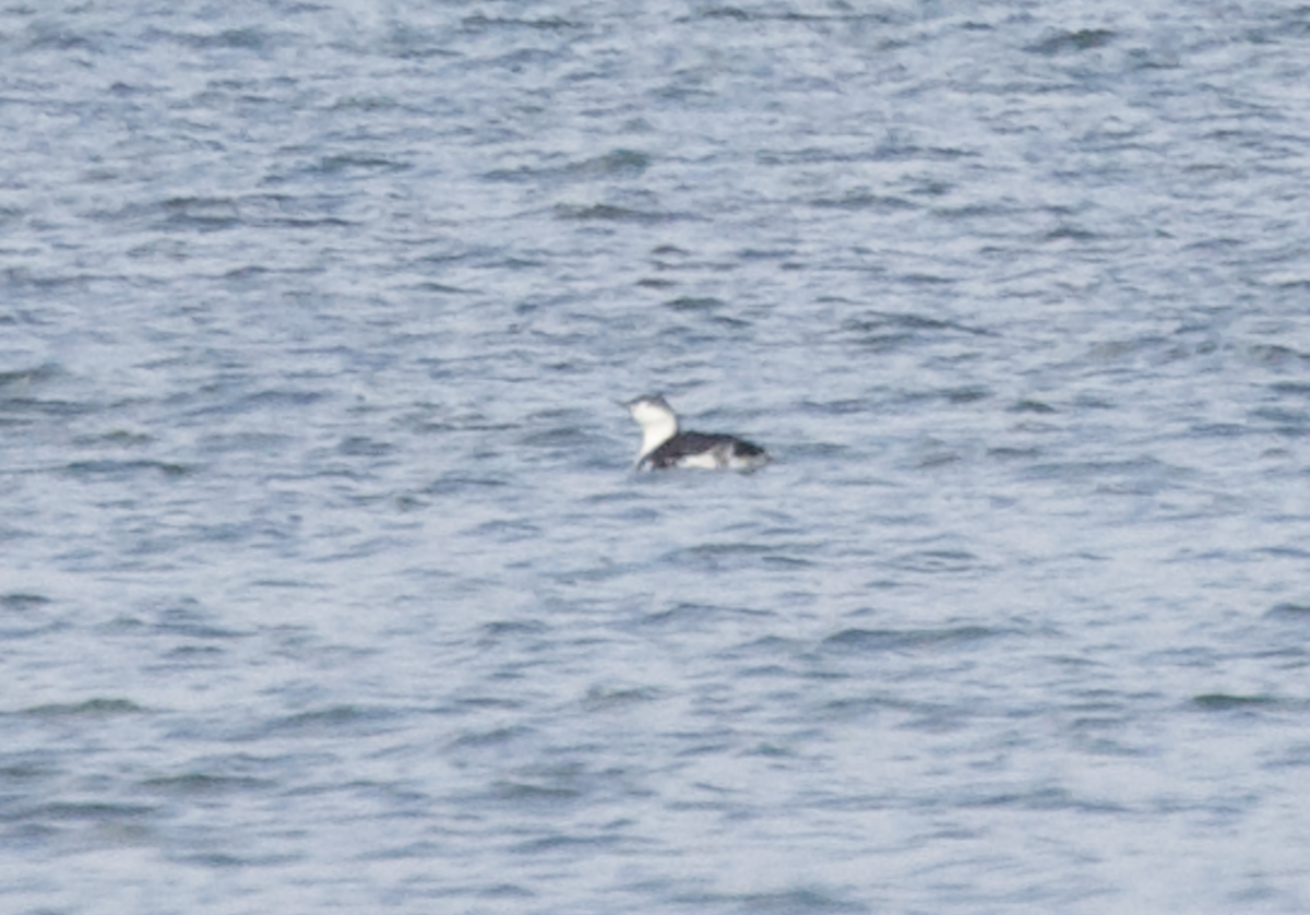 Red-throated Loon - ML509928571