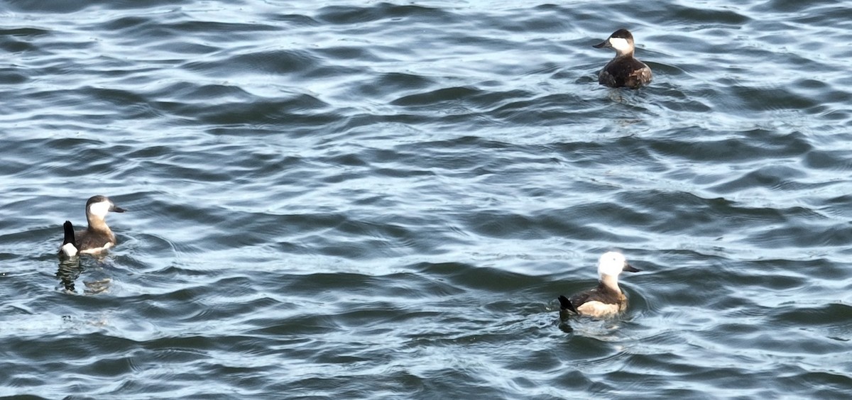 Ruddy Duck - ML509929031