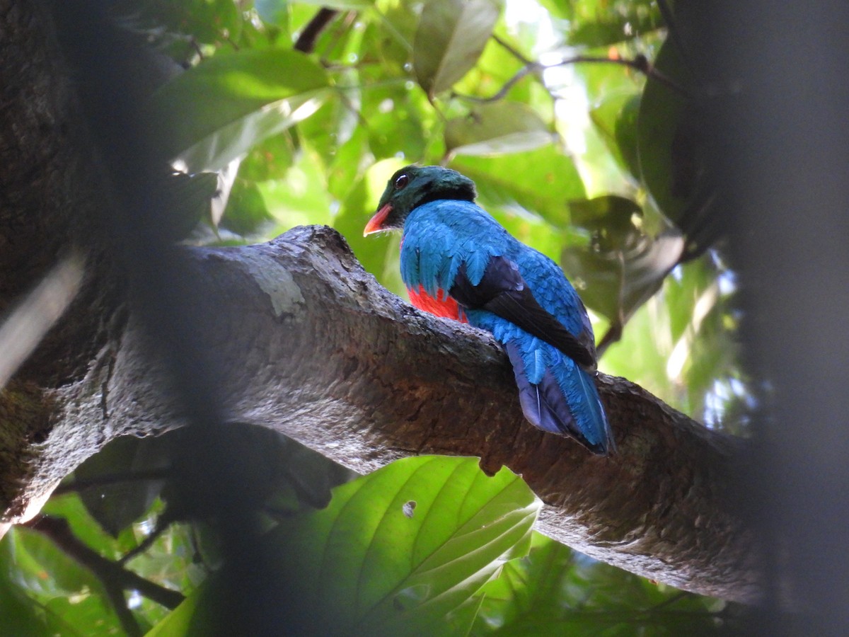 Pavonine Quetzal - Laura Obando