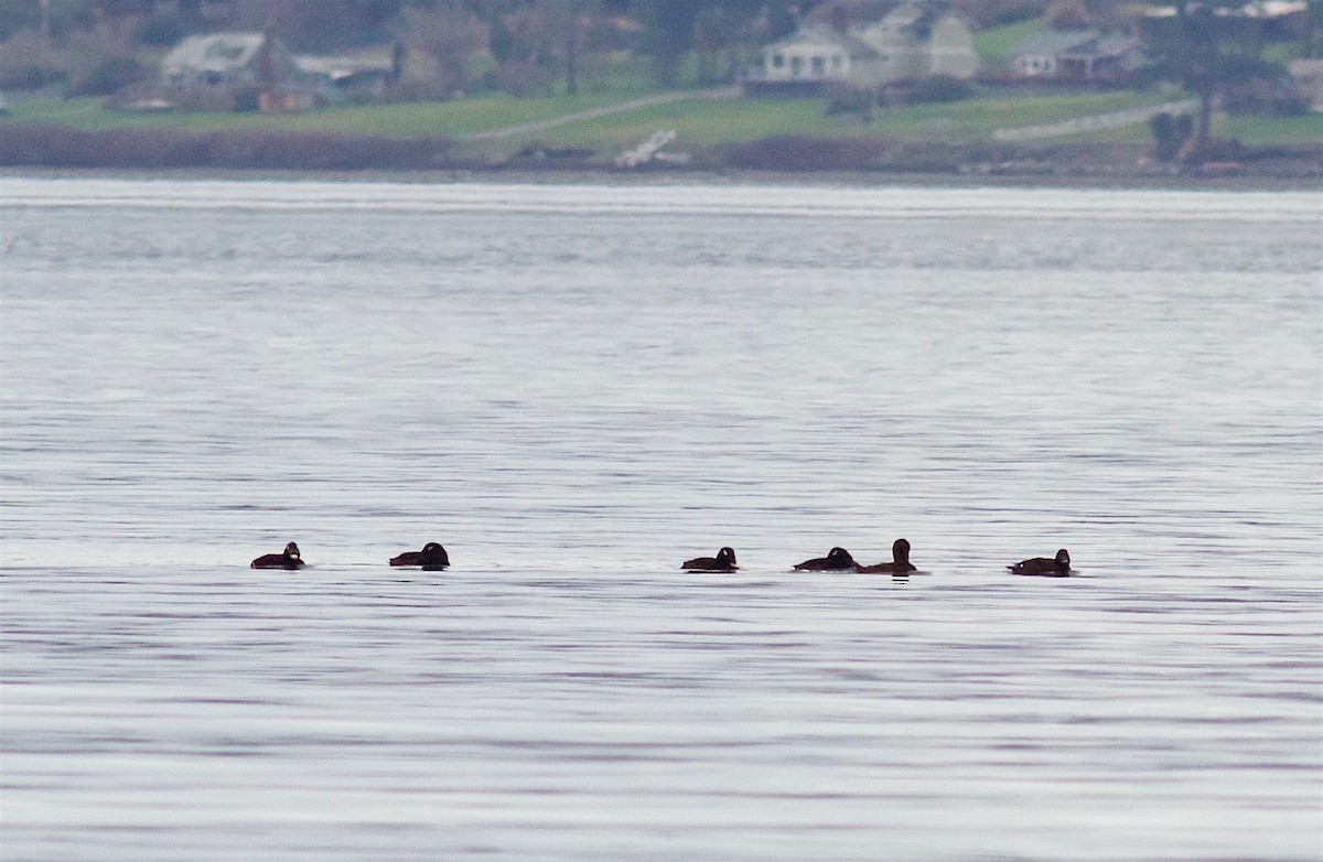 White-winged Scoter - Kathryn Keith