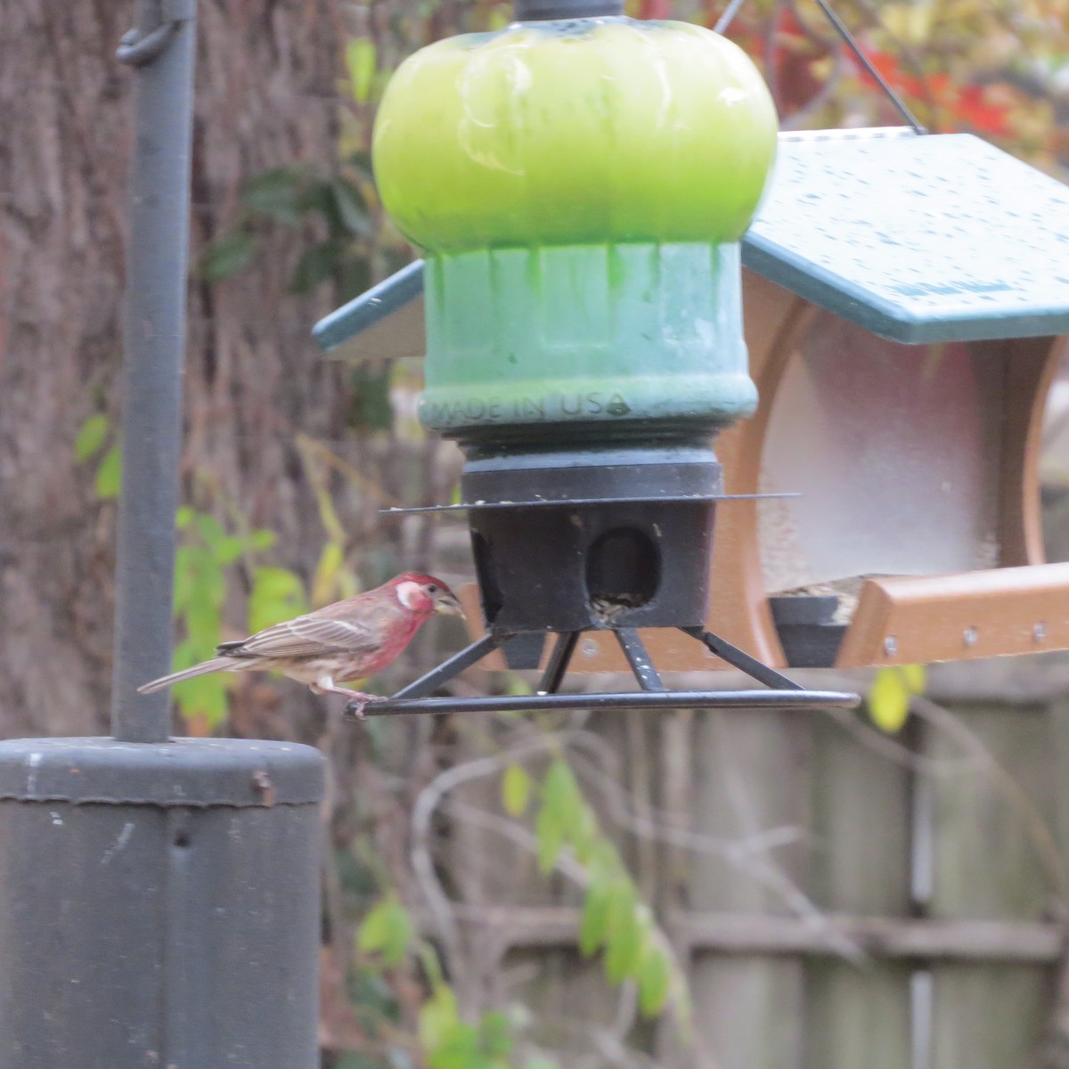 House Finch - ML509930551