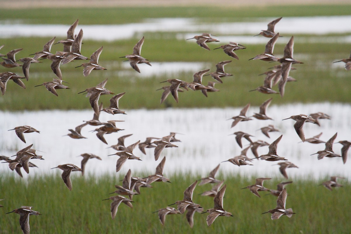 Long-billed Dowitcher - Don-Jean Léandri-Breton