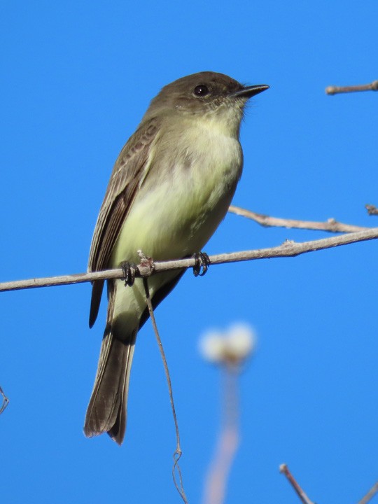 Eastern Phoebe - ML509931841