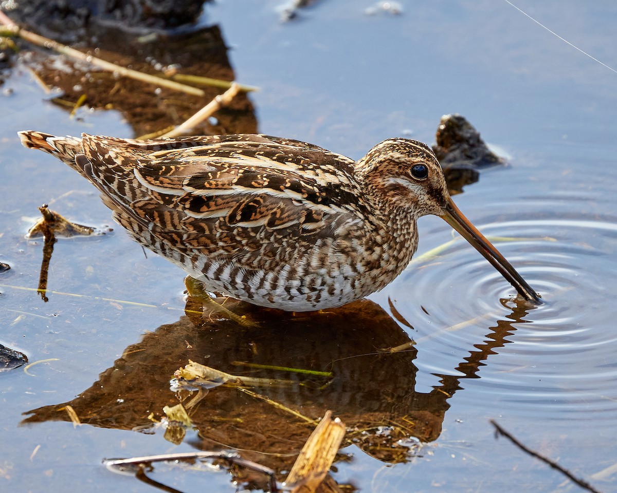 Wilson's Snipe - Andrew James