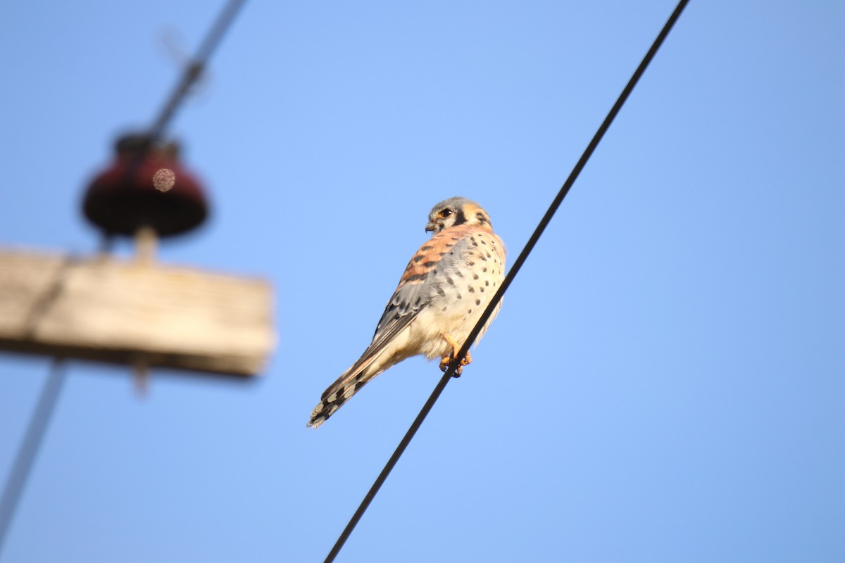 American Kestrel - ML509932021