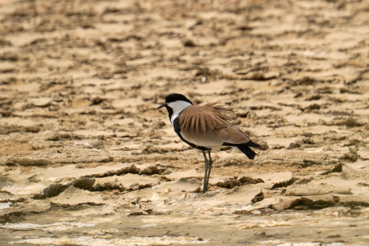 Spur-winged Lapwing - ML509932621