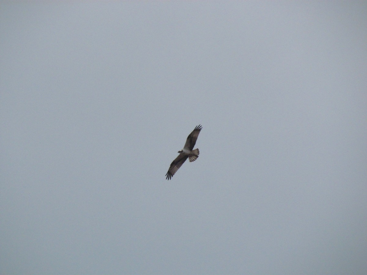 Osprey - Guillaume Réthoré