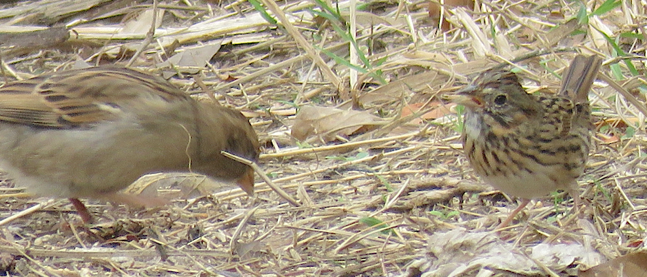 Lincoln's Sparrow - ML509933061