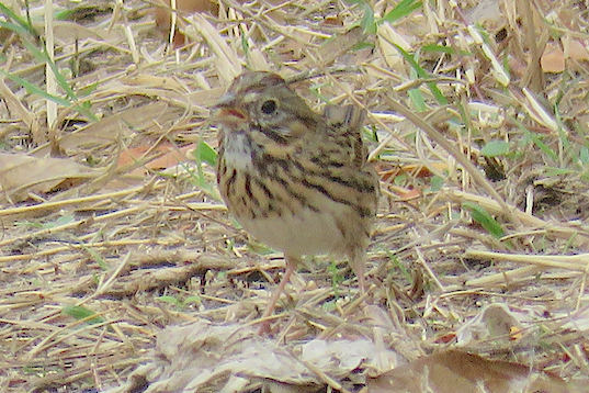 Lincoln's Sparrow - ML509933071