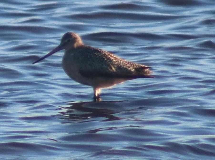 Marbled Godwit - Terry Lang