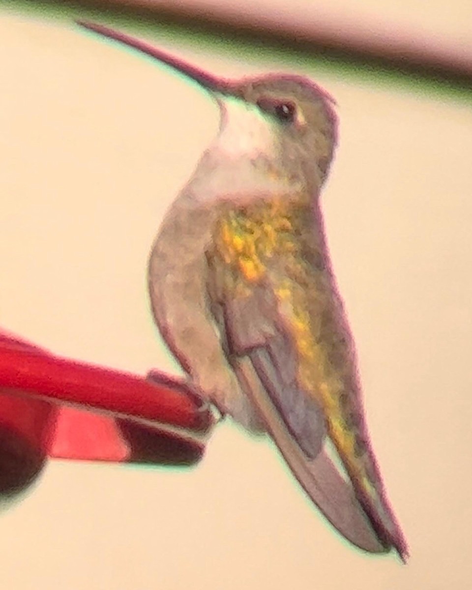Black-chinned Hummingbird - ML509933581