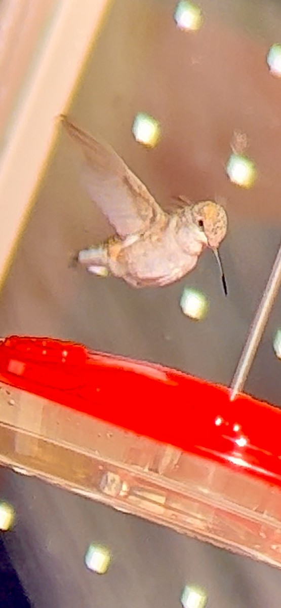 Black-chinned Hummingbird - ML509933591