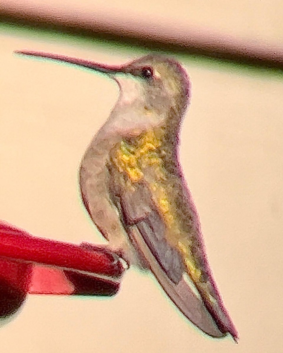 Black-chinned Hummingbird - ML509933601