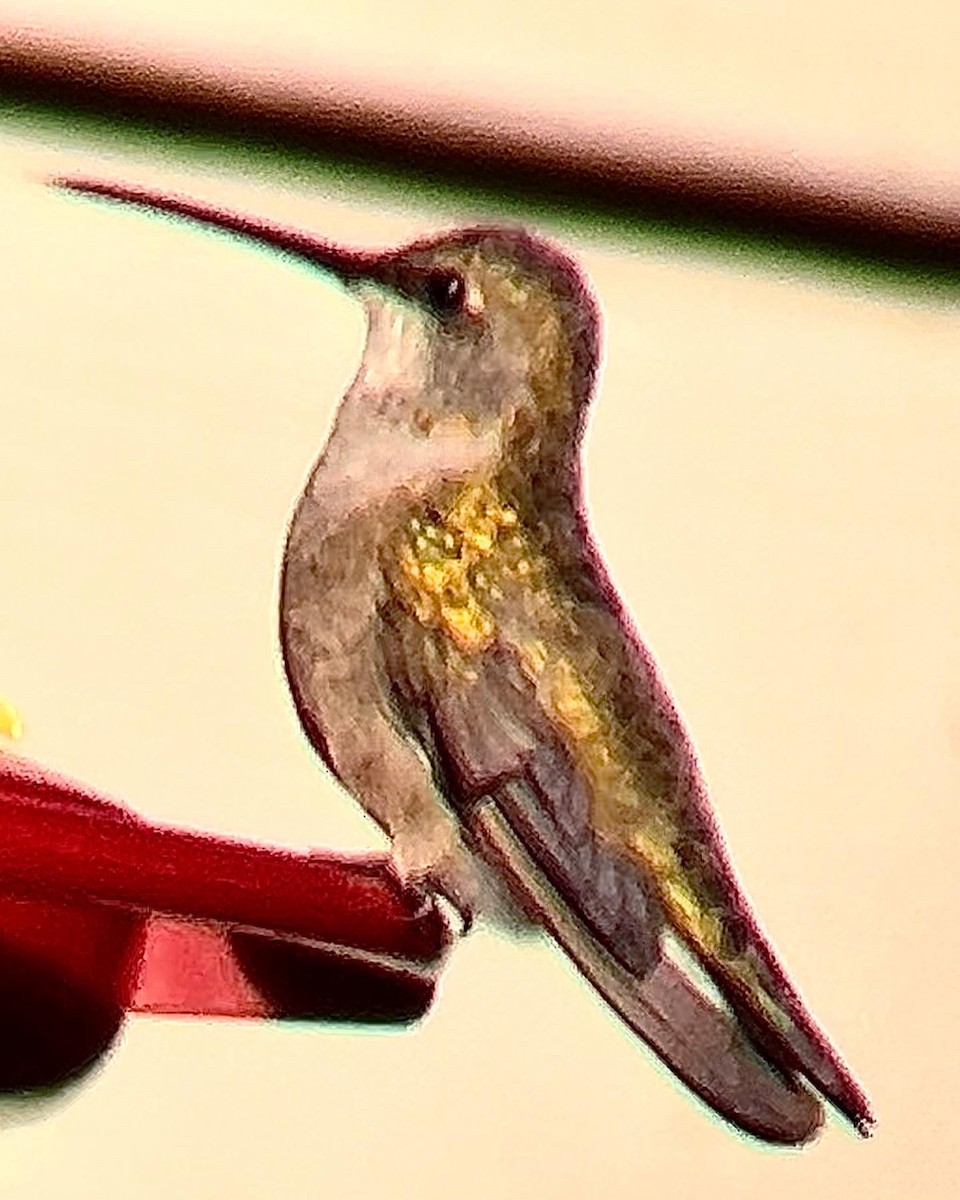 Black-chinned Hummingbird - ML509933611