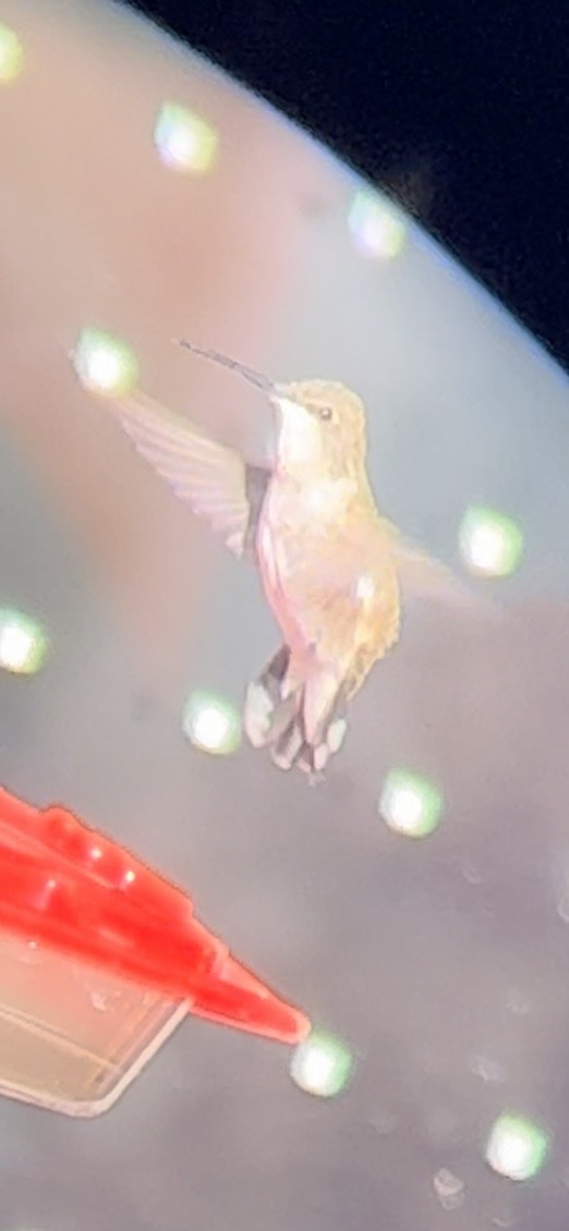 Black-chinned Hummingbird - ML509933621