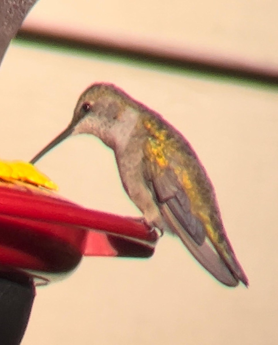 Black-chinned Hummingbird - ML509933631
