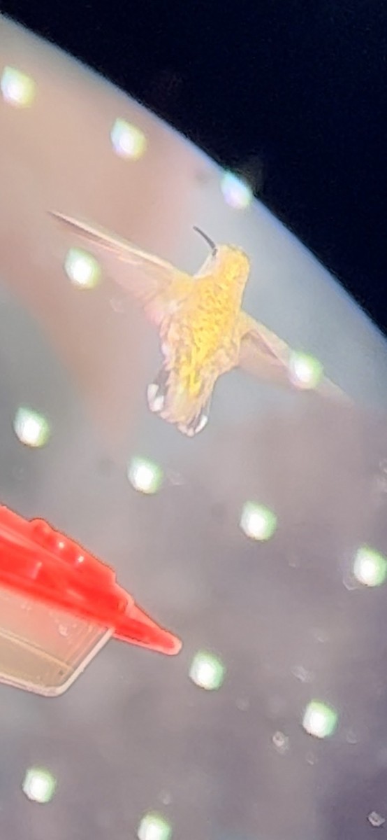 Black-chinned Hummingbird - ML509933641