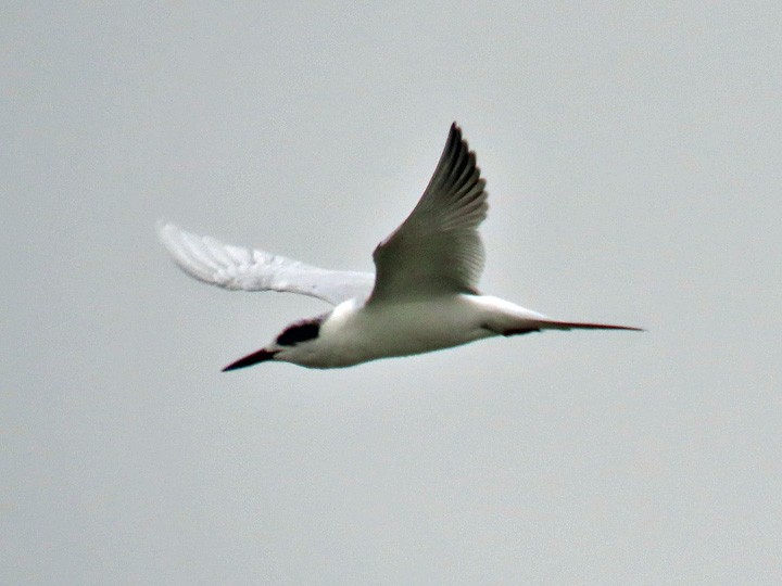 Forster's Tern - Denny Granstrand