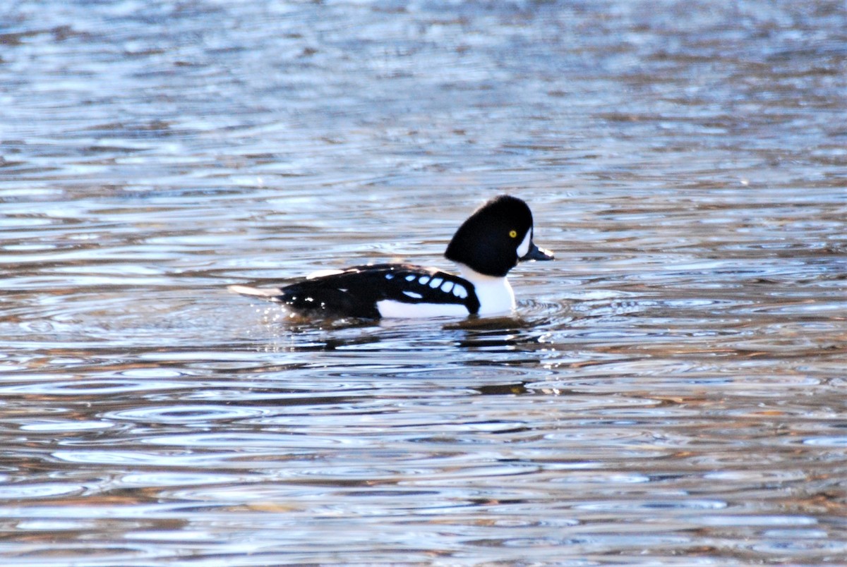 Barrow's Goldeneye - ML509934591