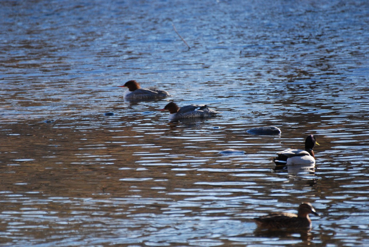 Common Merganser - Rick Raymondi