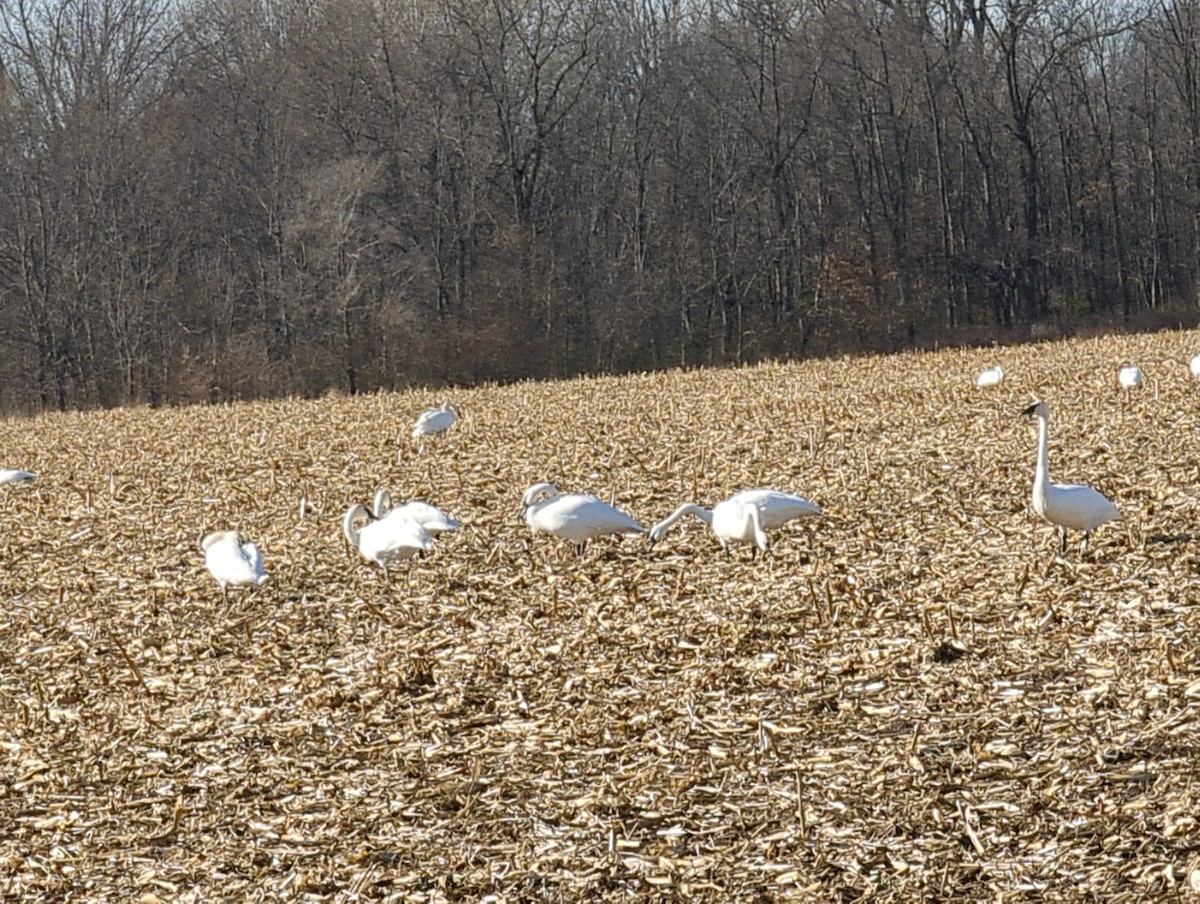 Cygne trompette - ML509935511