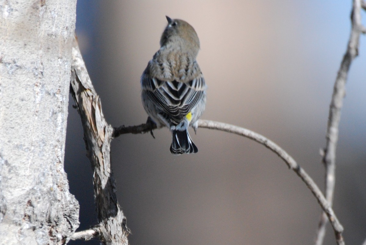 Ruby-crowned Kinglet - ML509935551