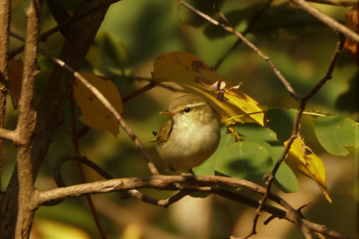 Greenish Warbler - Krishna Prasad Ramanand