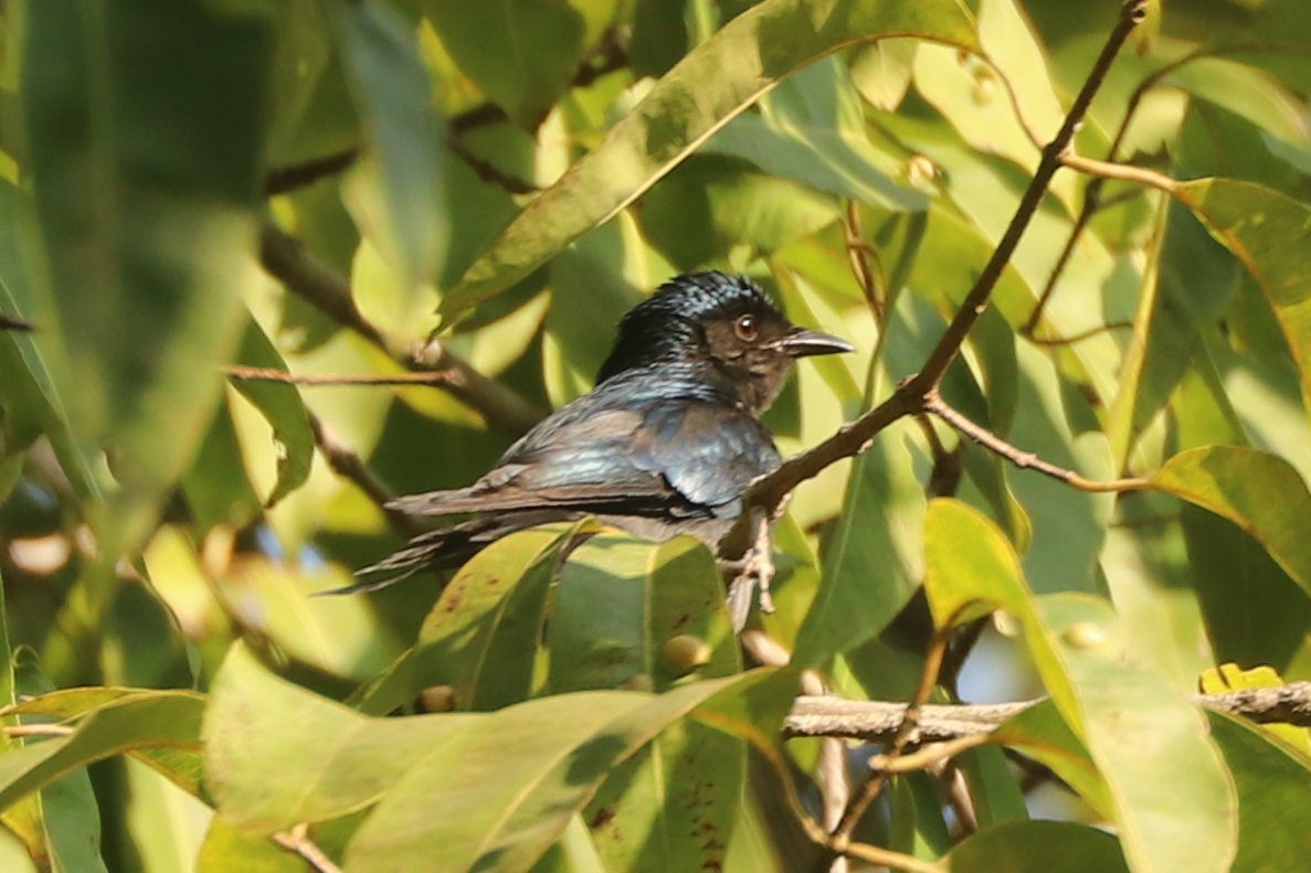 Drongo bronzé - ML509936721