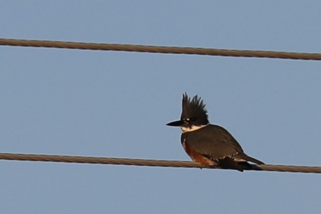 Belted Kingfisher - ML509936801