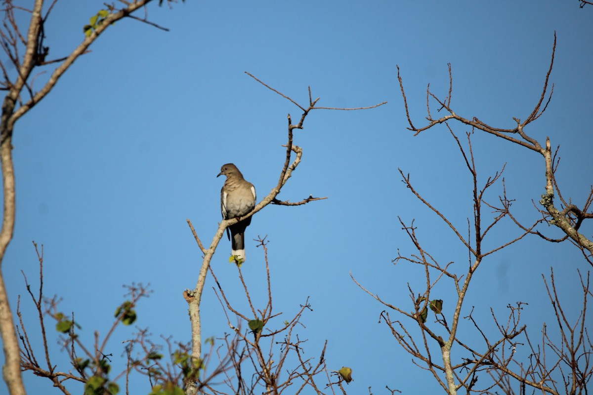 White-winged Dove - ML509937901