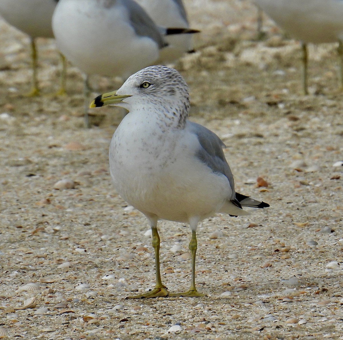 Ring-billed Gull - Van Remsen