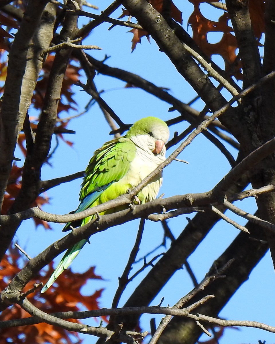 Monk Parakeet - ML509938641