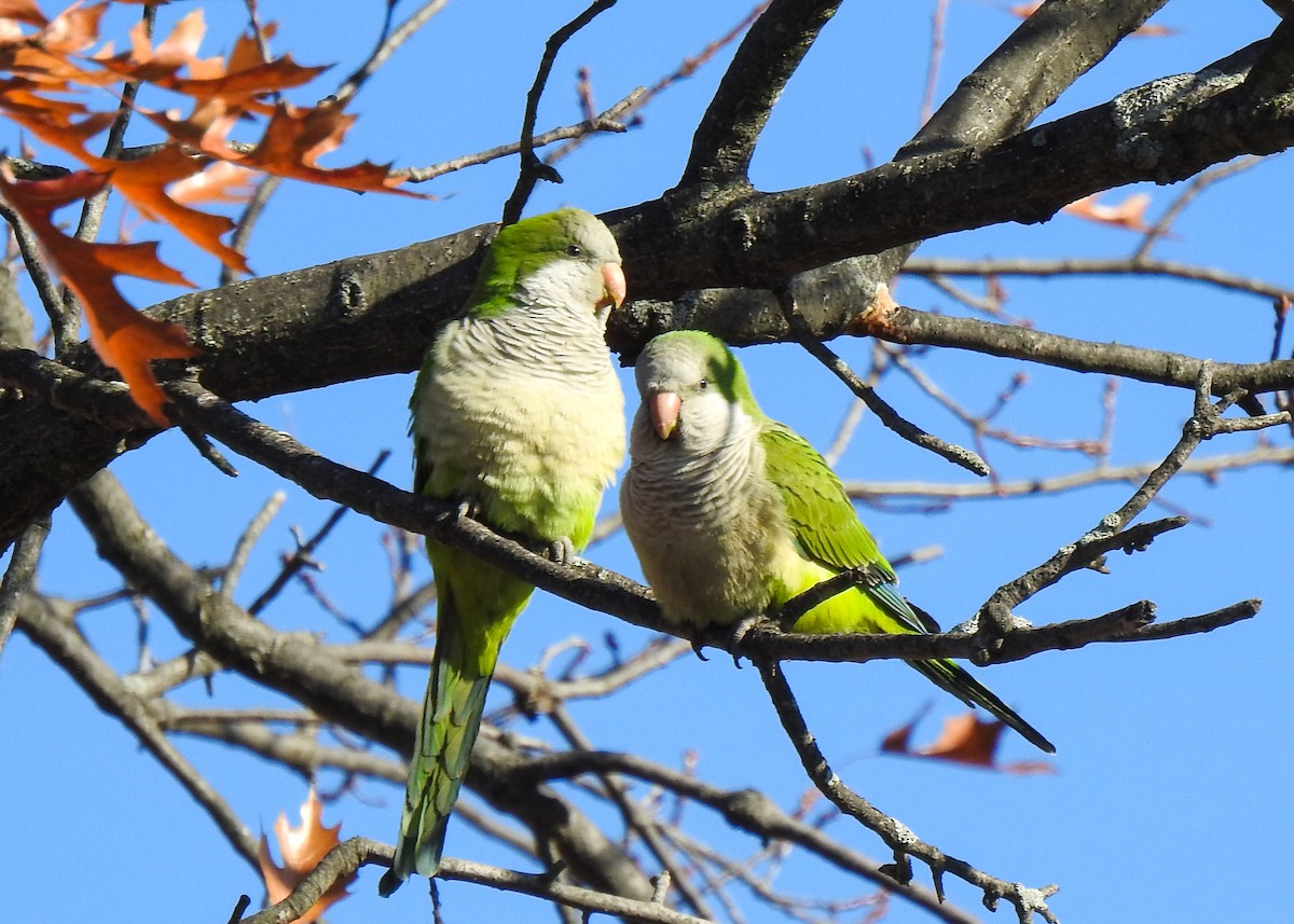 Monk Parakeet - Betsy McCully