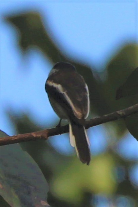 Bar-winged Flycatcher-shrike - Krishna Prasad Ramanand