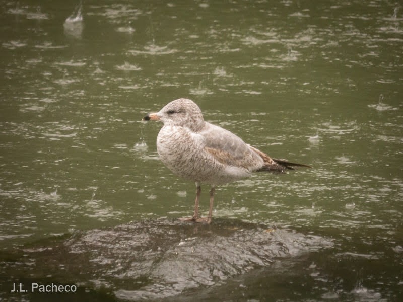 Ring-billed Gull - ML509939361