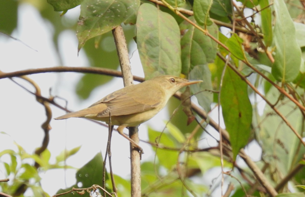 Blyth's Reed Warbler - ML509939901